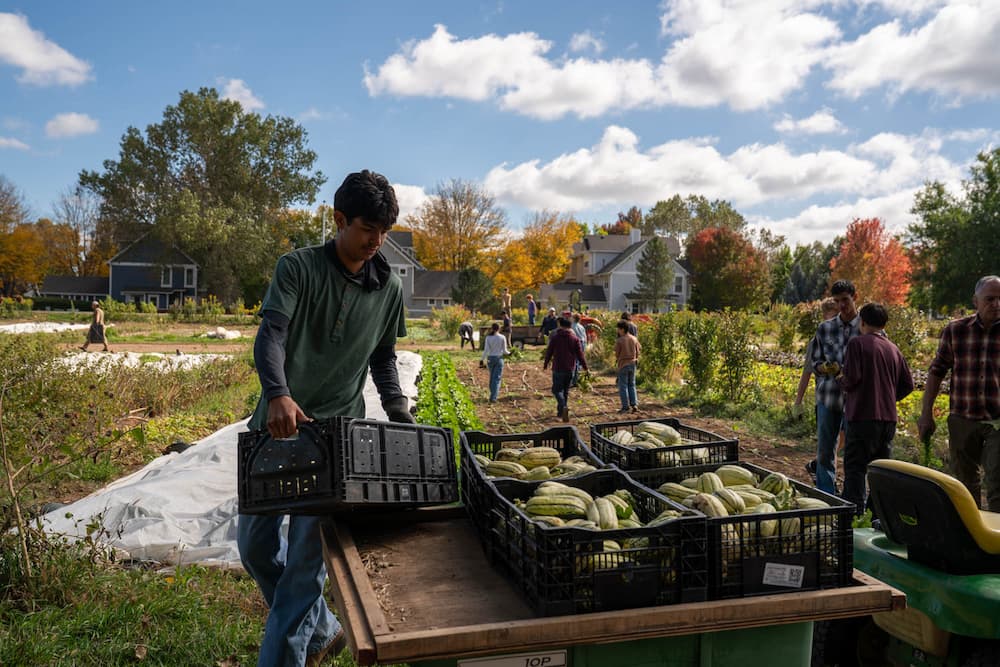 Harvesting squash